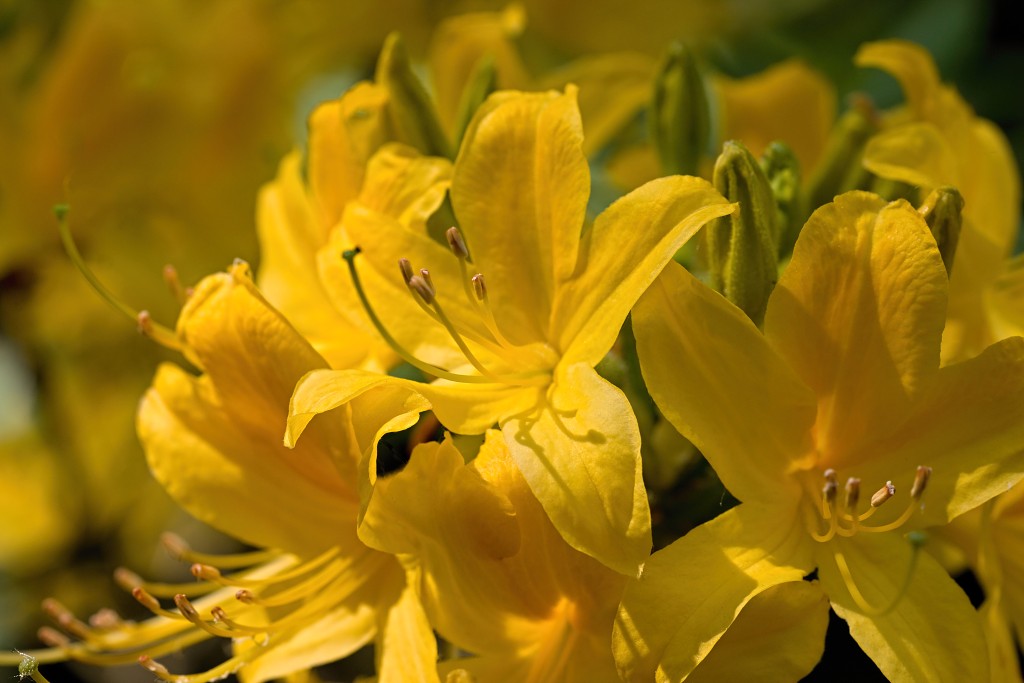 Japanse tuin belgie hasselt koivissen gele Iris ensata koi Cyprinus carpio lente bloesem kersenbloesem voorjaar